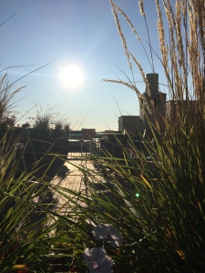 Chicago Sun through Rooftop Plants